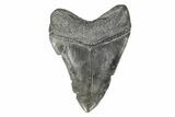 Fossil Megalodon Tooth - South Carolina #170393-1